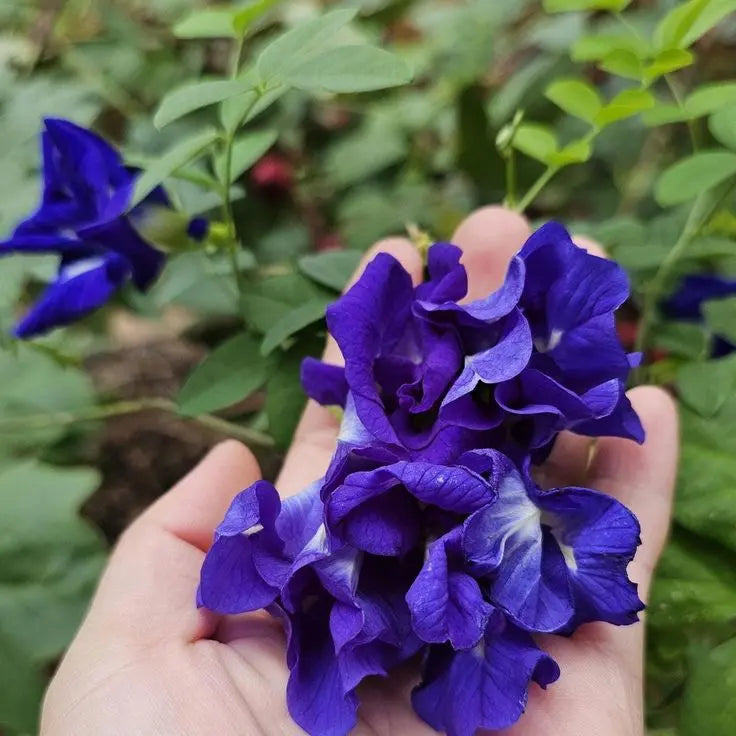 Fleur de Pois Papillon Bio GreenVitality