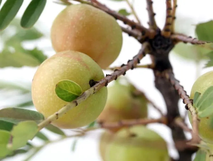 Amla Bio de Bali L’antioxydant naturel