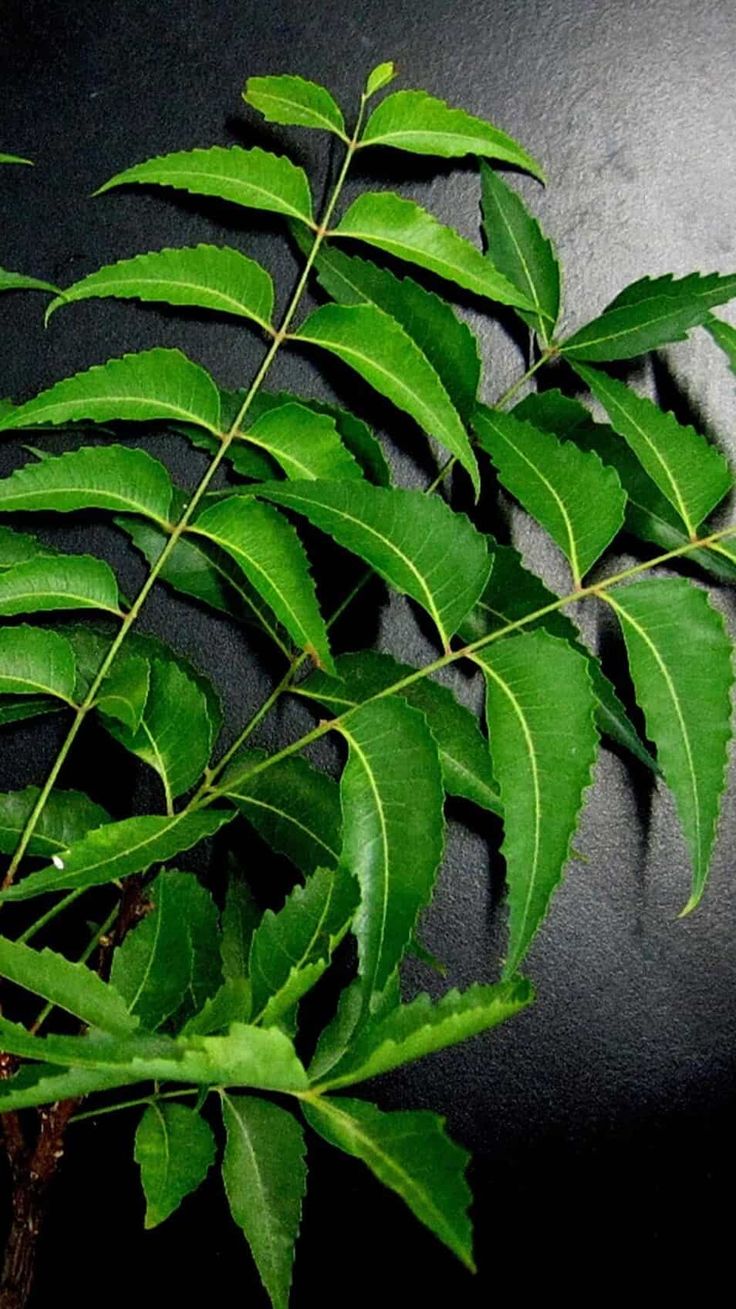 Feuilles de Neem Bio. GreenVitality