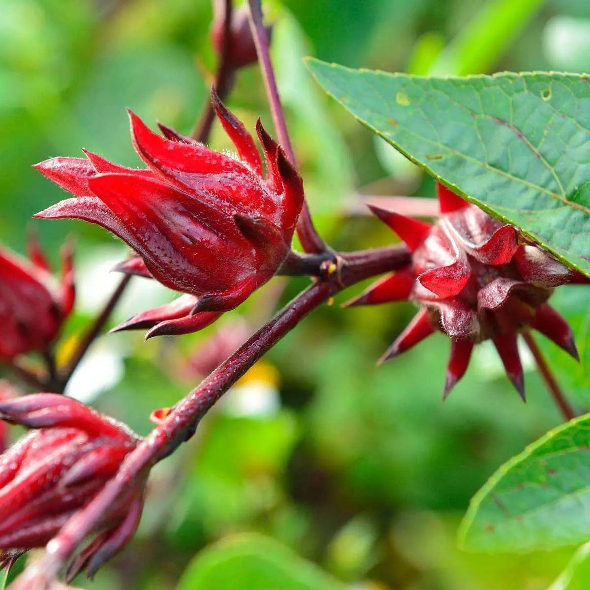 Natural La Rosella plant, rich in vitamins and Omega 3, for immune support and vitality.