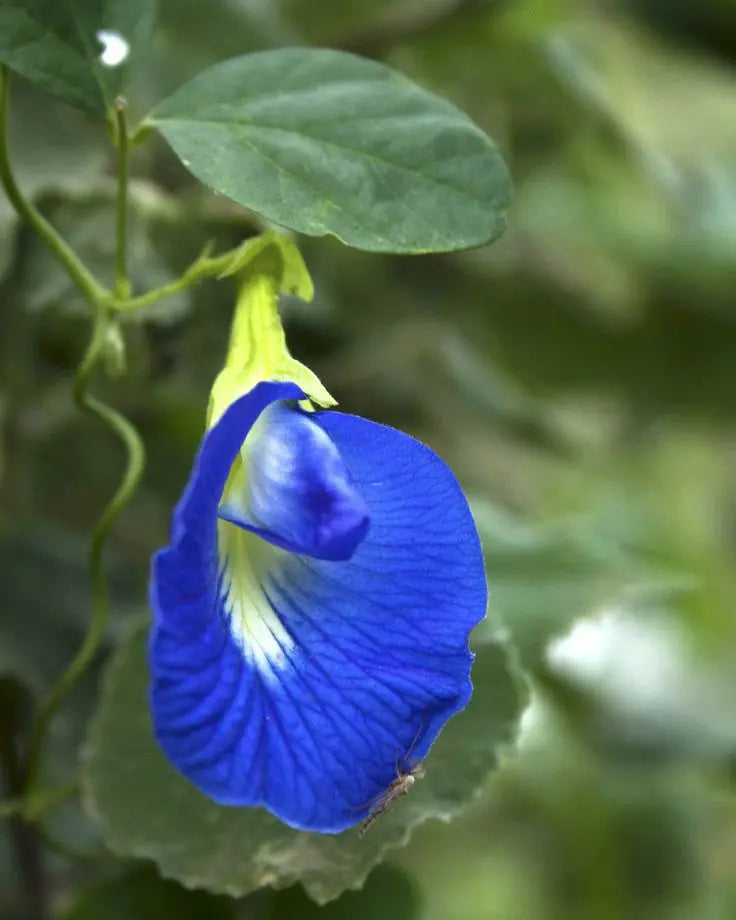 Fleur de Pois Papillon Bio GreenVitality