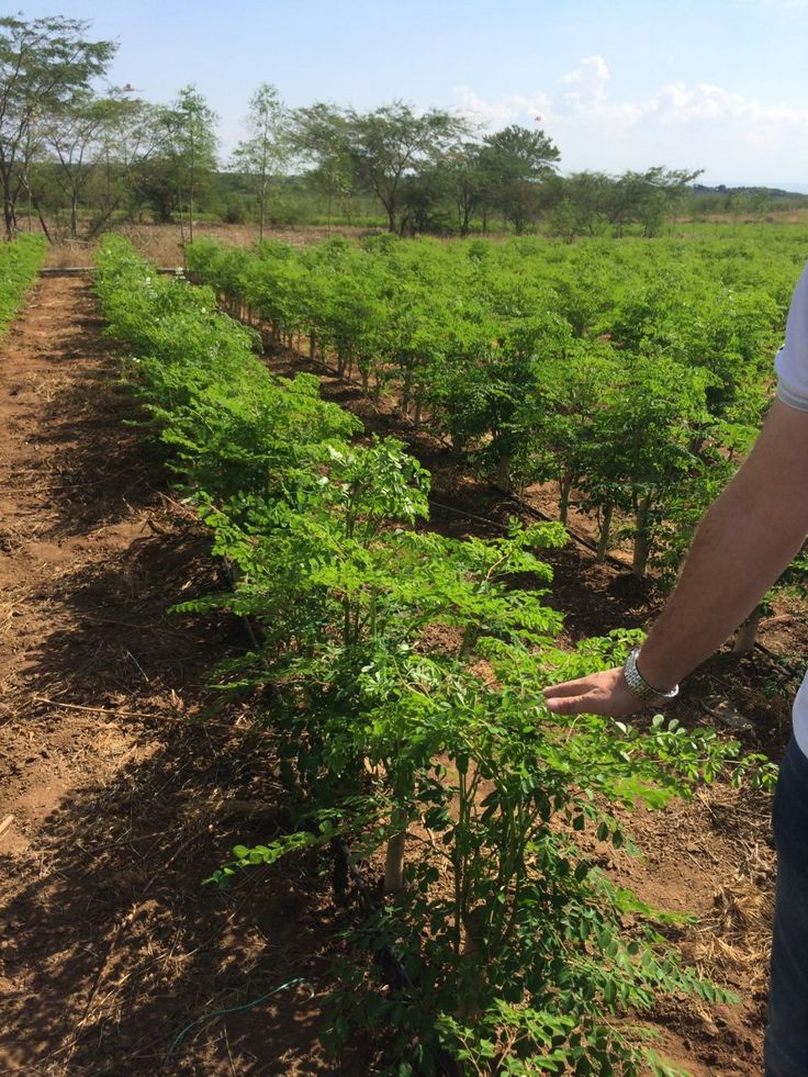 Moringa « Arbre de Vie » – Super‑aliment bio ultra-concentré