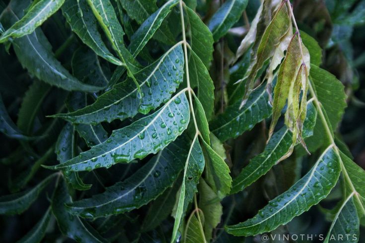 Feuilles de Neem Bio. GreenVitality