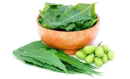 Feuilles de Neem Bio. GreenVitality