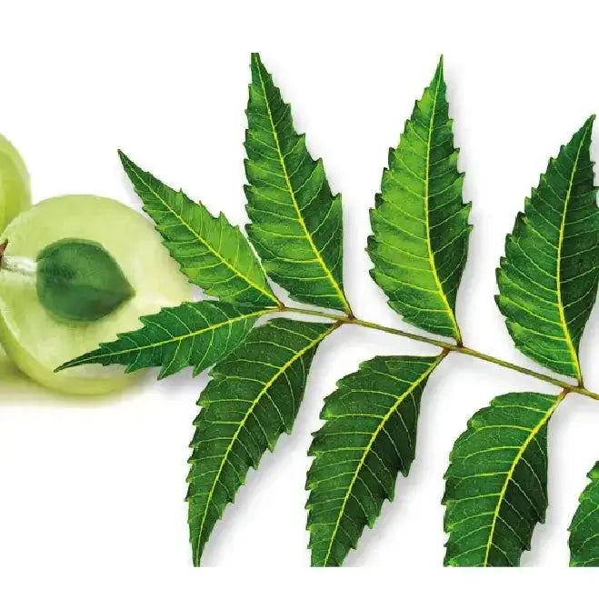 Feuille de Neem verte, complément alimentaire naturel avec bienfaits pour la peau et bien-être, 45g sous vide.