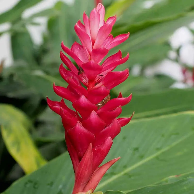 Fleur de Rosella Bio. GreenVitality