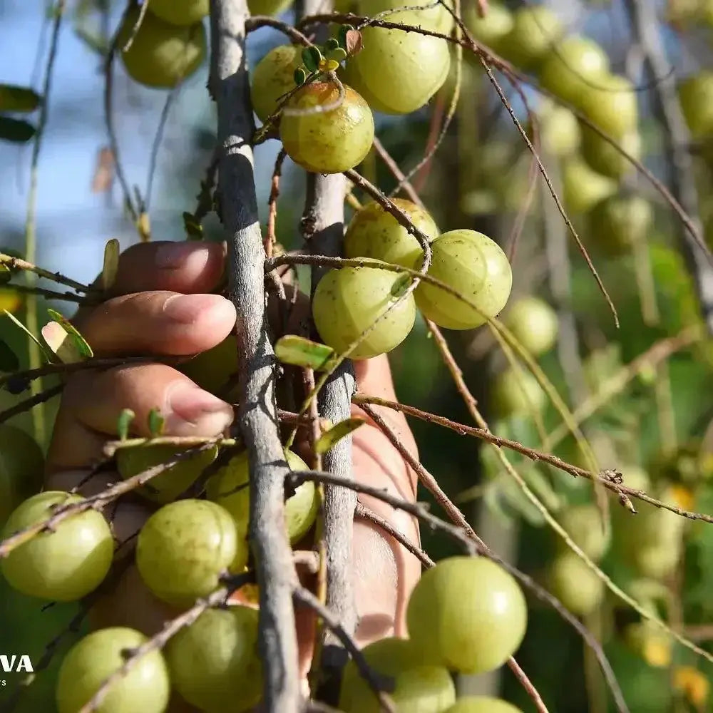 Fresh Amla fruit on tree branch, rich in Vitamin C and antioxidants.