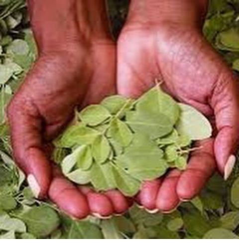 Feuilles de Neem Bio. GreenVitality
