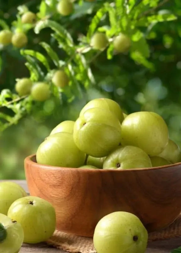 Amla Bio de Bali L’antioxydant naturel