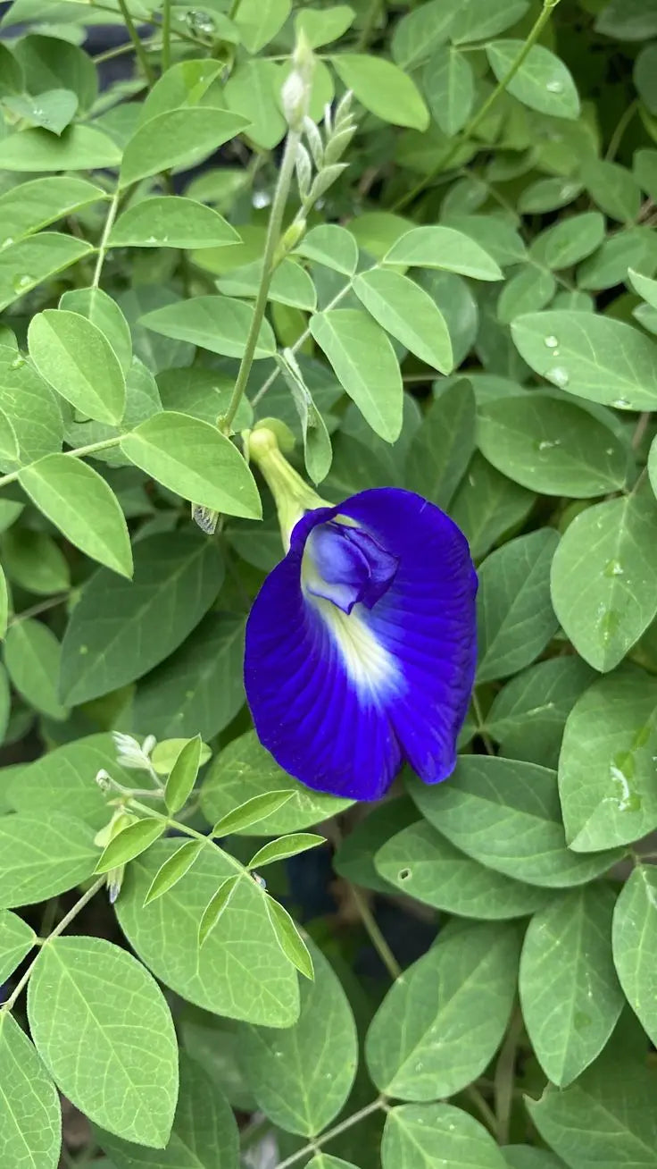 Fleur de Pois Papillon Bio GreenVitality