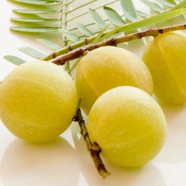Amla Bio de Bali L’antioxydant naturel