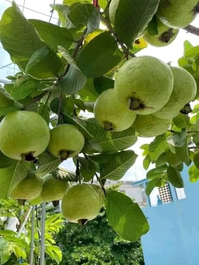 Amla Bio de Bali L’antioxydant naturel