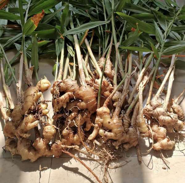 100% natural fresh ginger roots with leaves arranged on a surface.