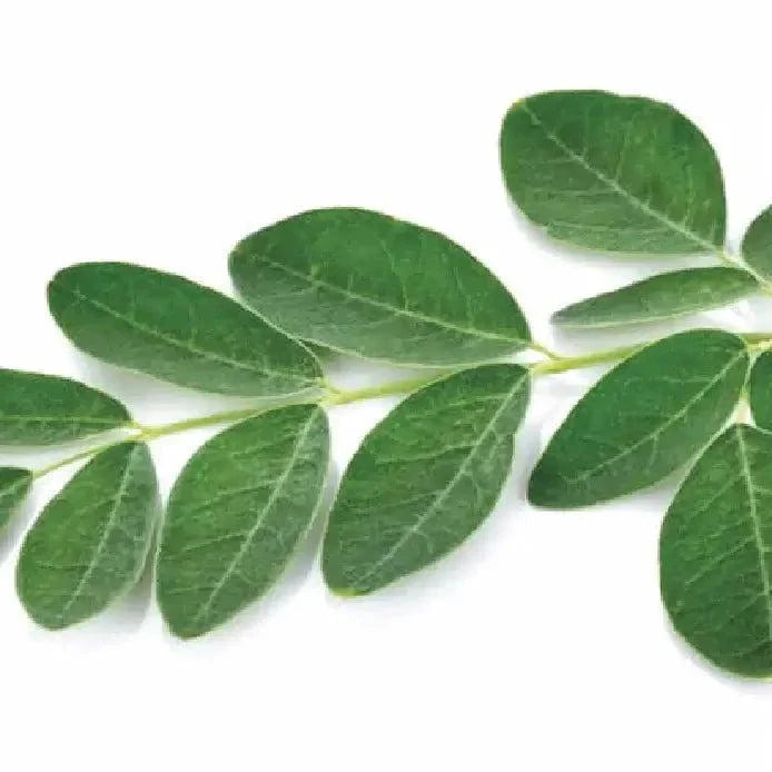 Moringa leaves illustration, highlighting natural source of nutrients and antioxidants.