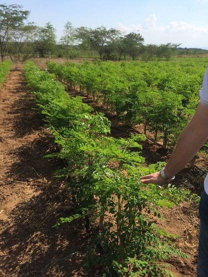 Moringa « Arbre de Vie » – Super‑aliment bio ultra-concentré